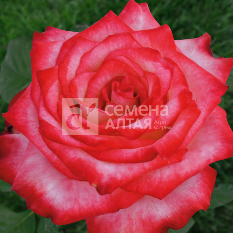 Блажь/Сем Алт/1шт. в коробке