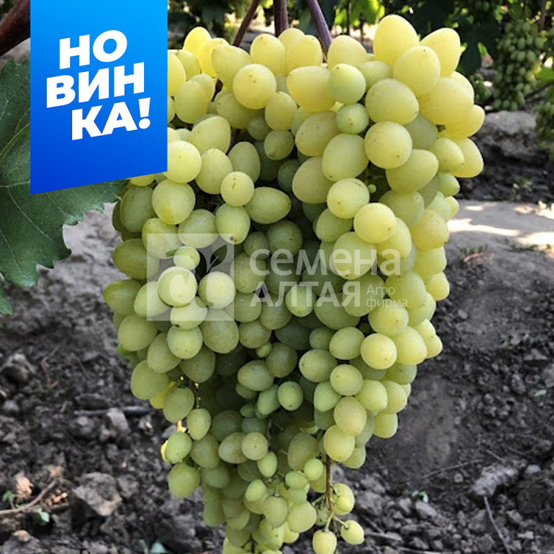 Кишмиш Бесподобный/Сем Алт/1шт. в коробке