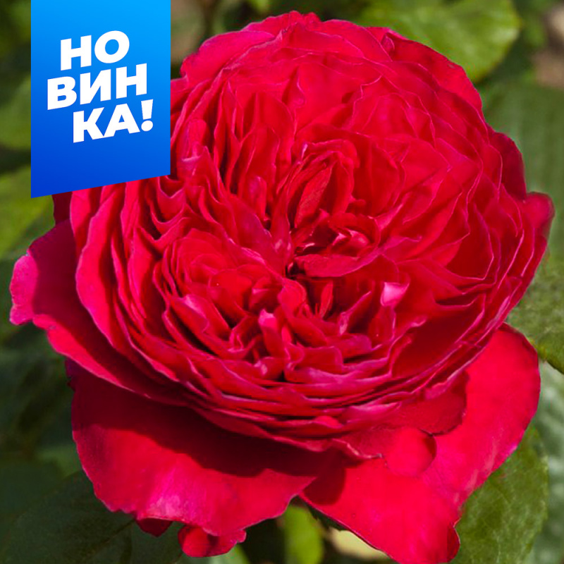 Ален Сушон/Сем Алт/1шт. в коробке