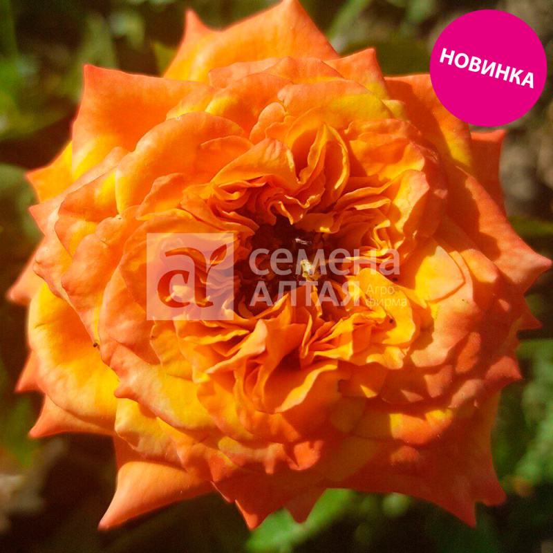 Сибилла/Сем Алт/1шт. в коробке