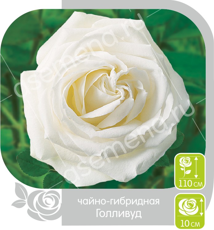 Голливуд/Сем Алт/1шт. в коробке