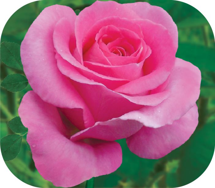 Виолетта/Сем Алт/1шт. в коробке