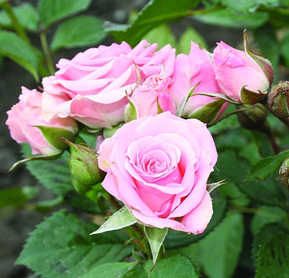 Розовая Симфония/Сем Алт/1шт. в коробке