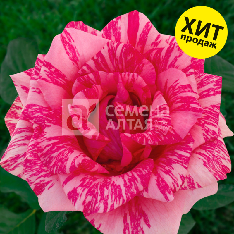 Пинк Интуишн/Сем Алт/1шт. в коробке