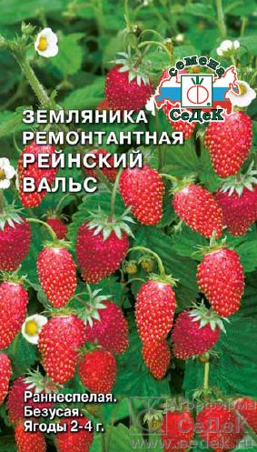 Рейнский Вальс земляника /Седек/цп