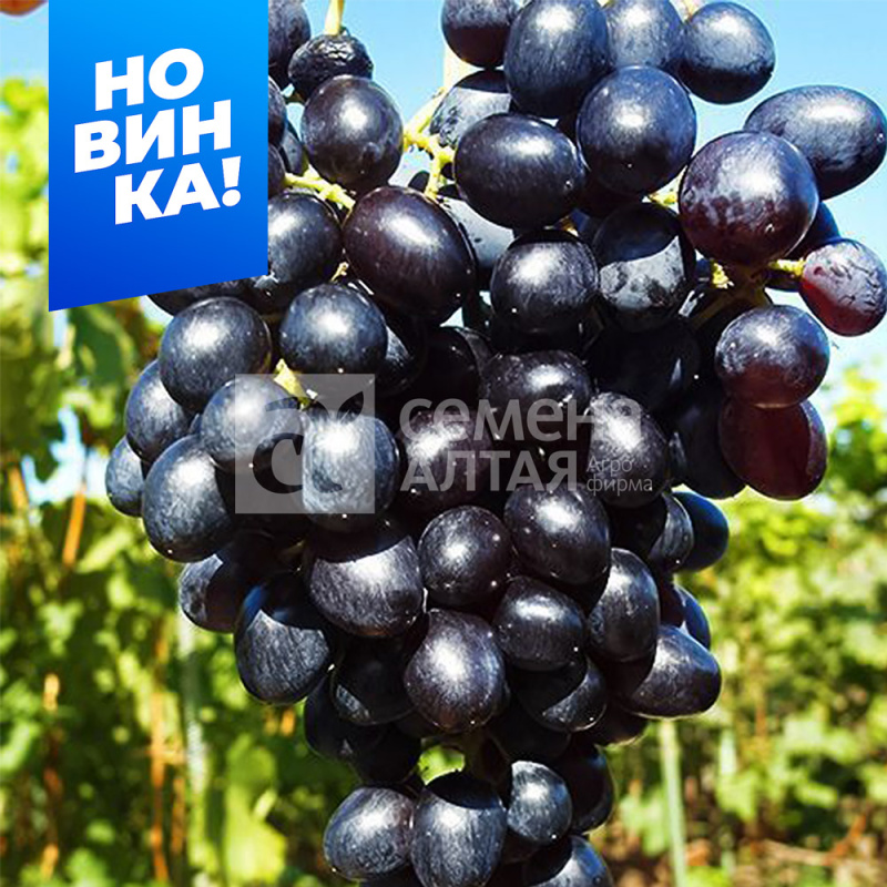 Кишмиш Лорд/Сем Алт/1шт. в коробке