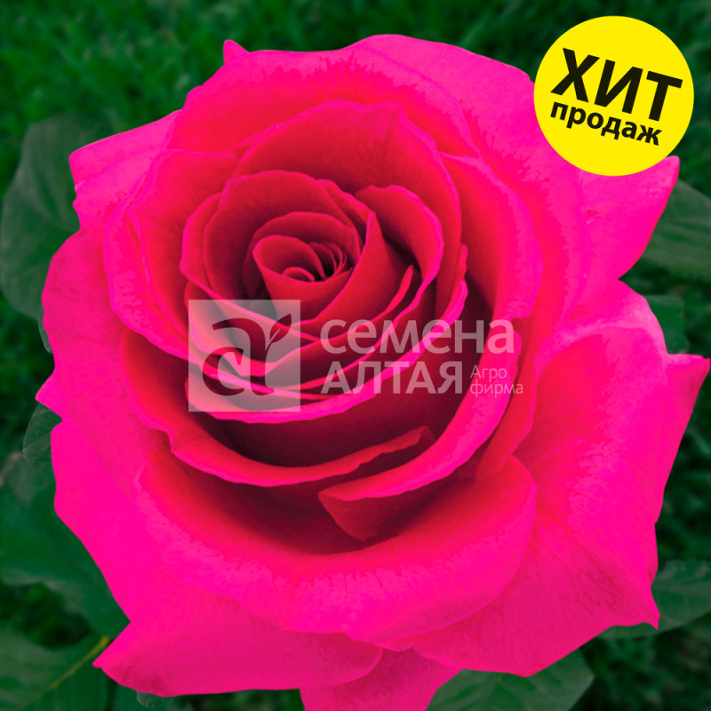 Равель/Сем Алт/1шт. в коробке