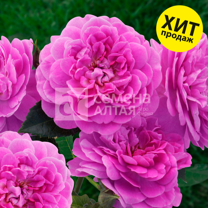 Сиреневый дождь/Сем Алт/1шт. в коробке