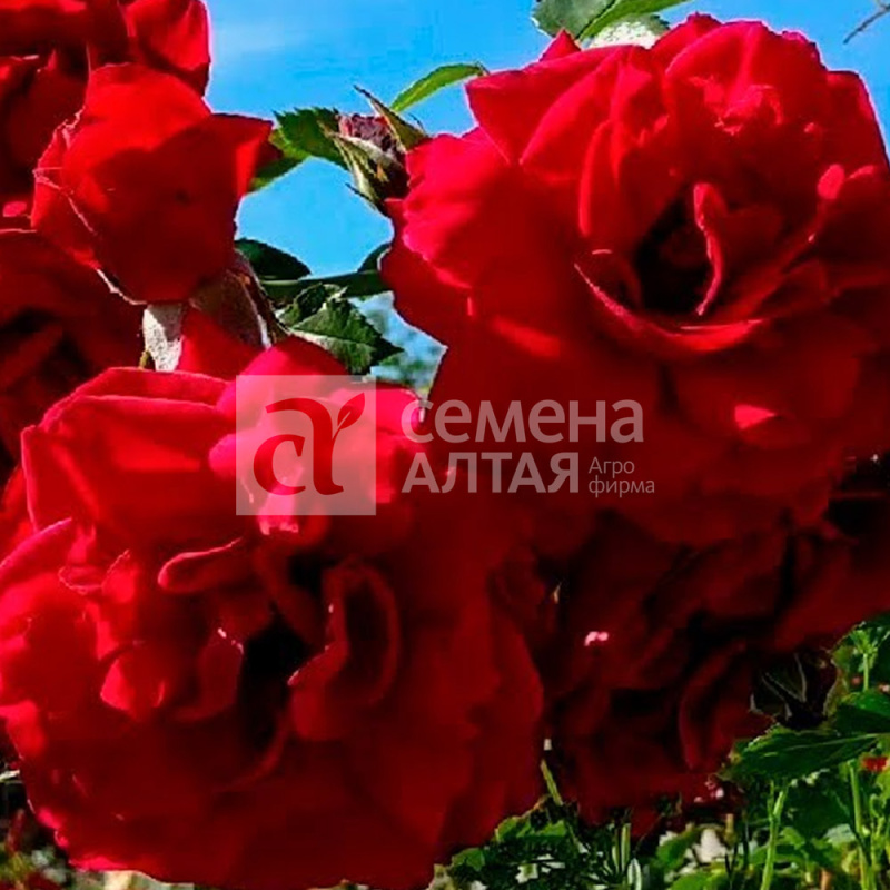 Бельканта/Сем Алт/1шт. в коробке