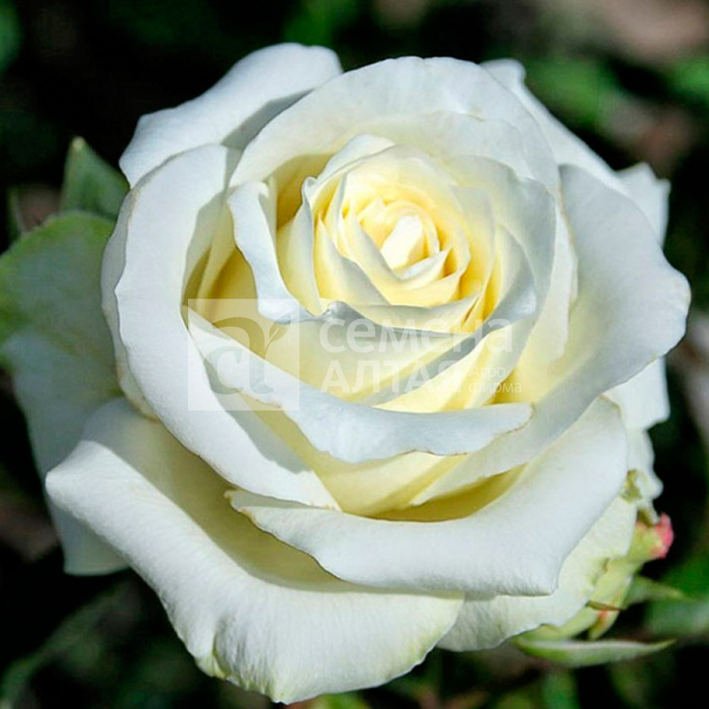 Анастасия/Сем Алт/1шт. в коробке