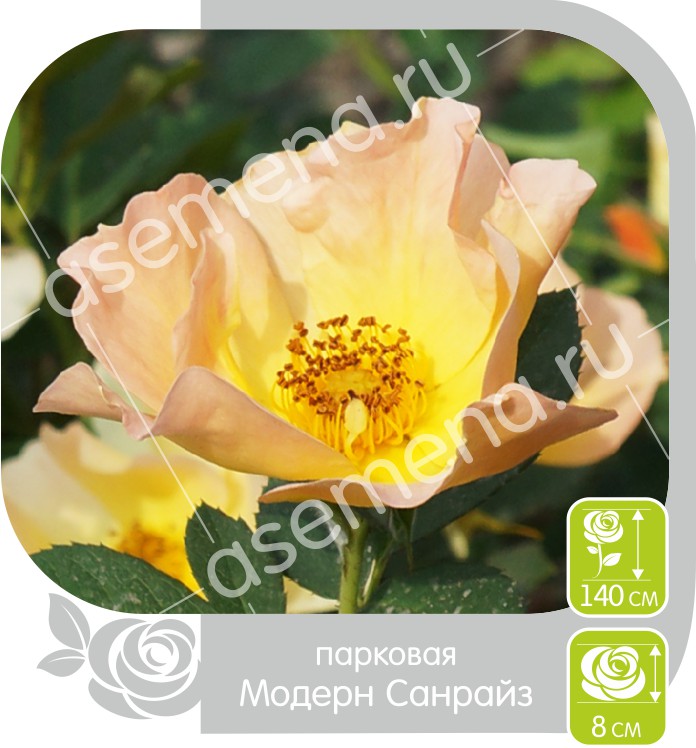 Модерн Санрайз/Сем Алт/1шт. в коробке