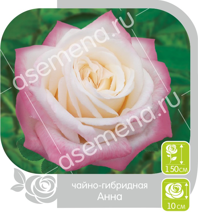 Анна/Сем Алт/1шт. в коробке