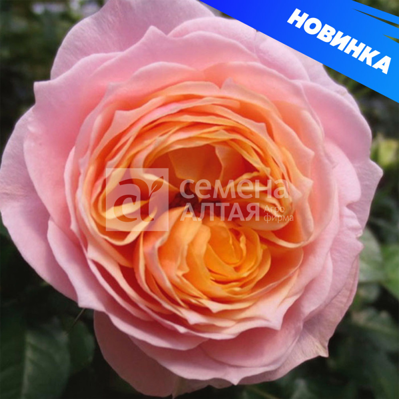 Вувузелла/Сем Алт/1шт. в коробке