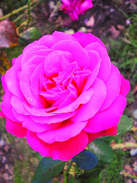 Розенрэсли/Сем Алт/1шт. в коробке