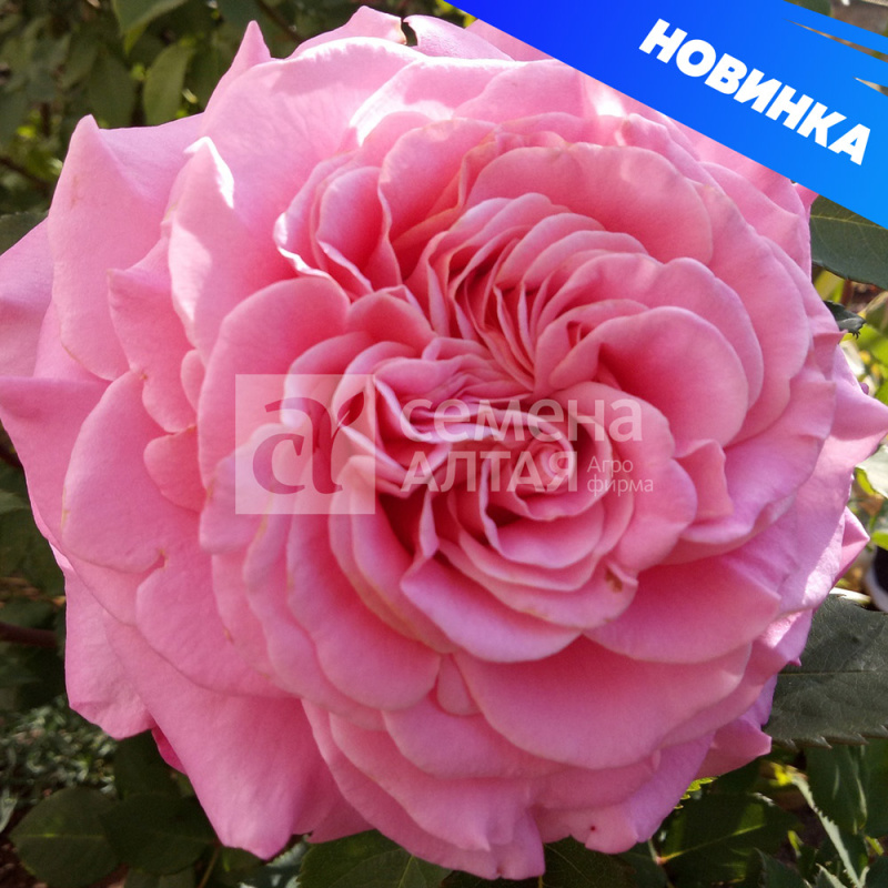 Эшли/Сем Алт/1шт. в коробке