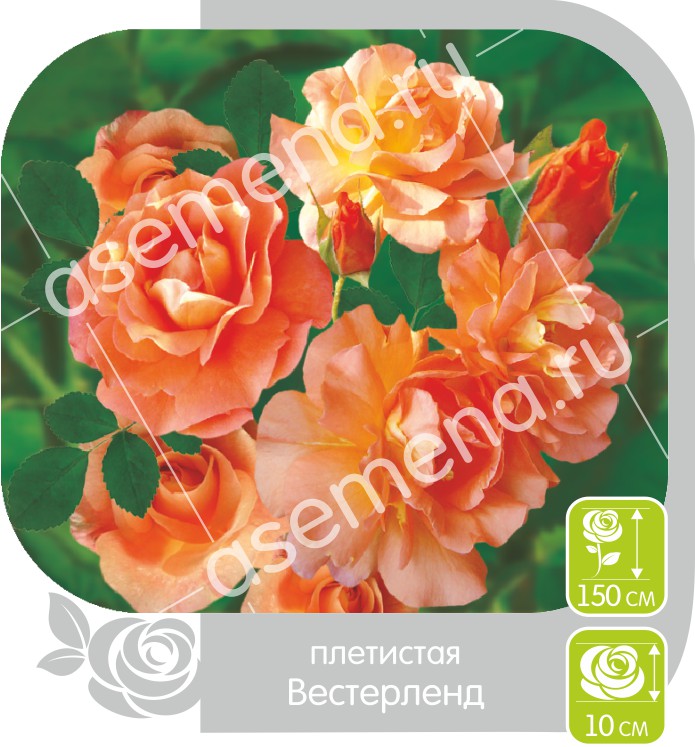 Вестерленд/Сем Алт/1шт. в коробке