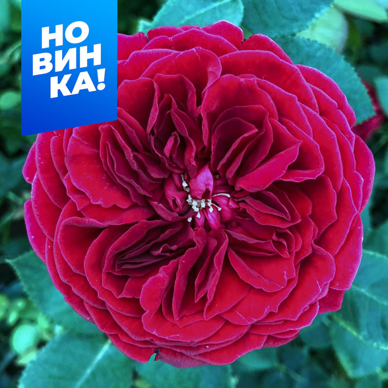 Тесс/Сем Алт/1шт. в коробке