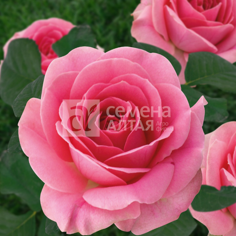 Грация/Сем Алт/1шт. в коробке