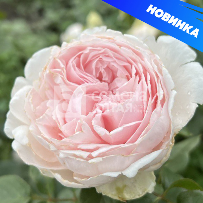 Нияда/Сем Алт/1шт. в коробке