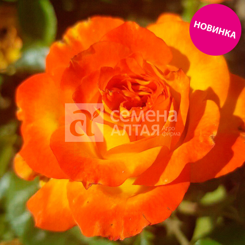 Министрель/Сем Алт/1шт. в коробке