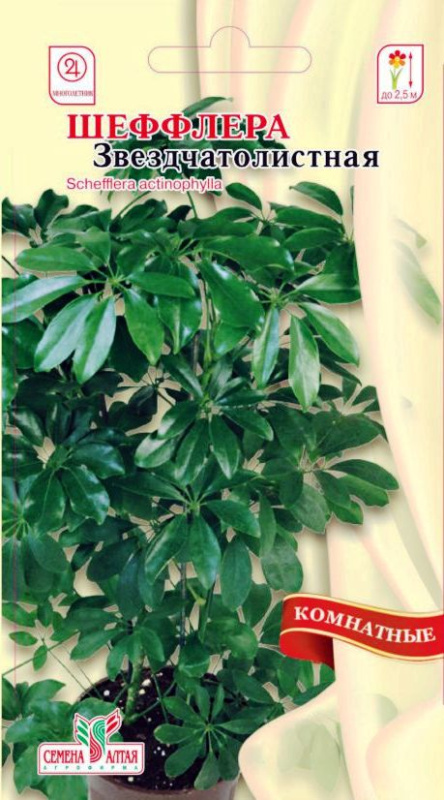 Шеффлера Звездчатолистная/Сем Алт/цп 3 шт.