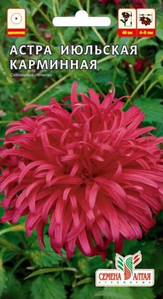Астра Июльская Карминная/Сем Алт/цп 0,2 гр.