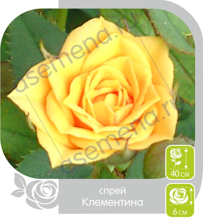 Клементина/Сем Алт/1 шт. в коробке