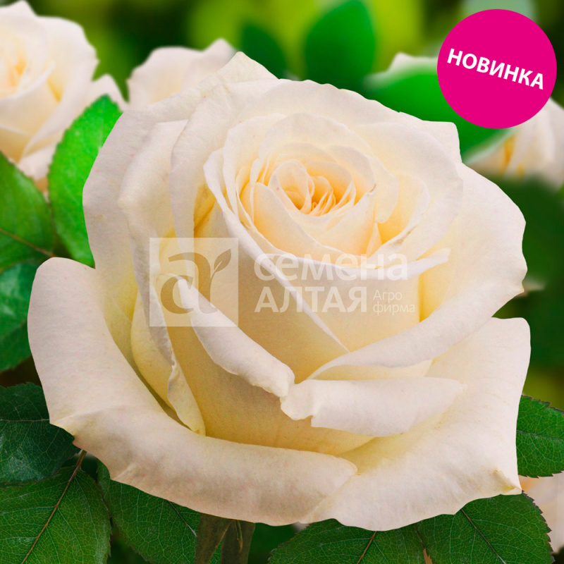 Санс-абри/Сем Алт/1шт. в коробке