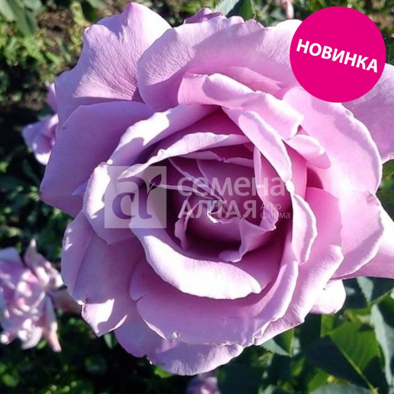 Арфа (без шипов)/Сем Алт/1шт. в коробке