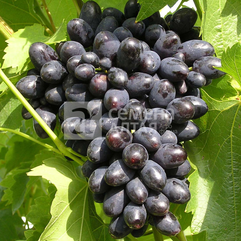 Кодрянка/Сем Алт/1шт. в коробке