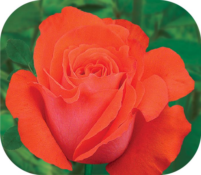 Анжелика/Сем Алт/1шт. в коробке