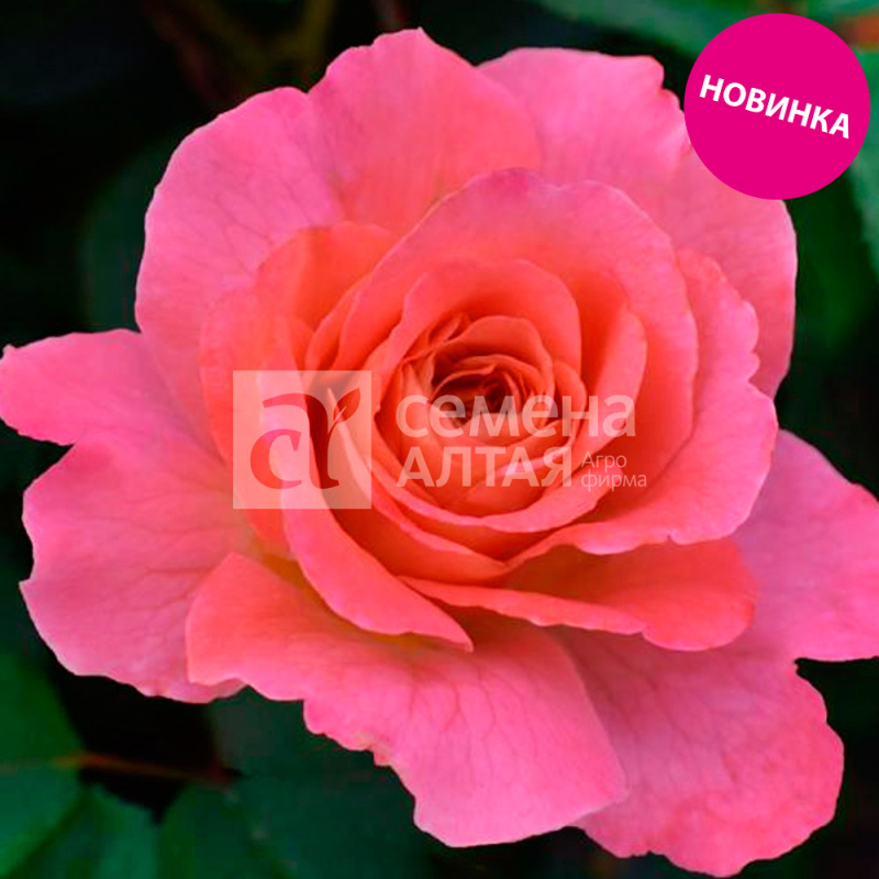 Консель де компане/Сем Алт/1шт. в коробке