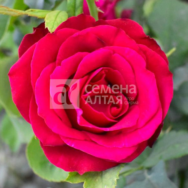 Салют дес инферс/Сем Алт/1шт. в коробке