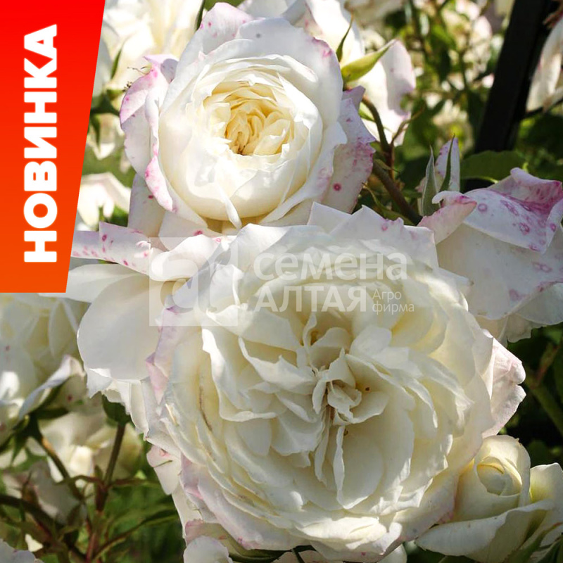 Фьюче/Сем Алт/1шт. в коробке