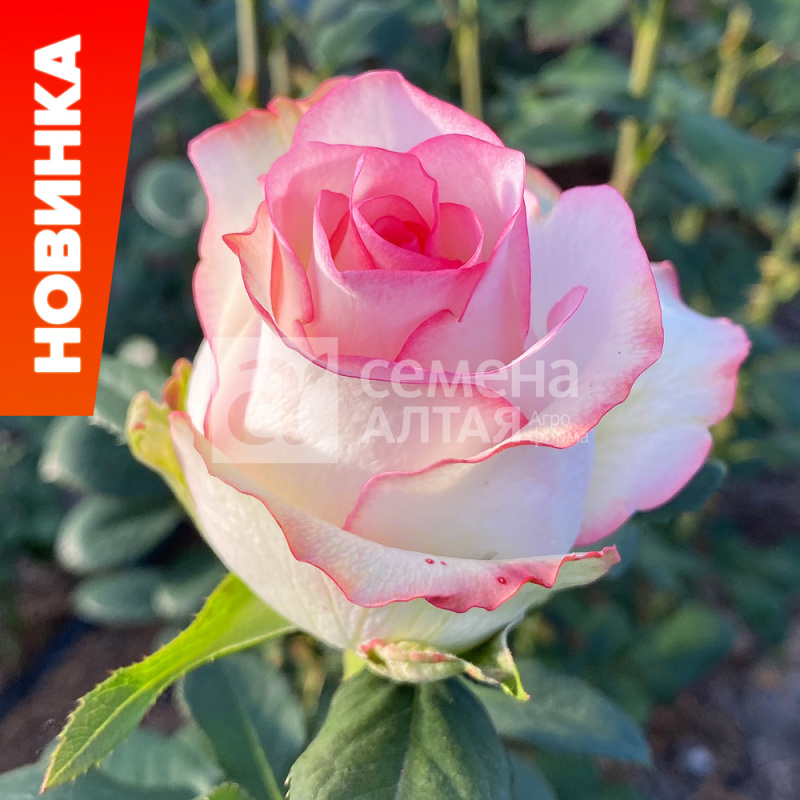 Джумилия/Сем Алт/1шт. в коробке