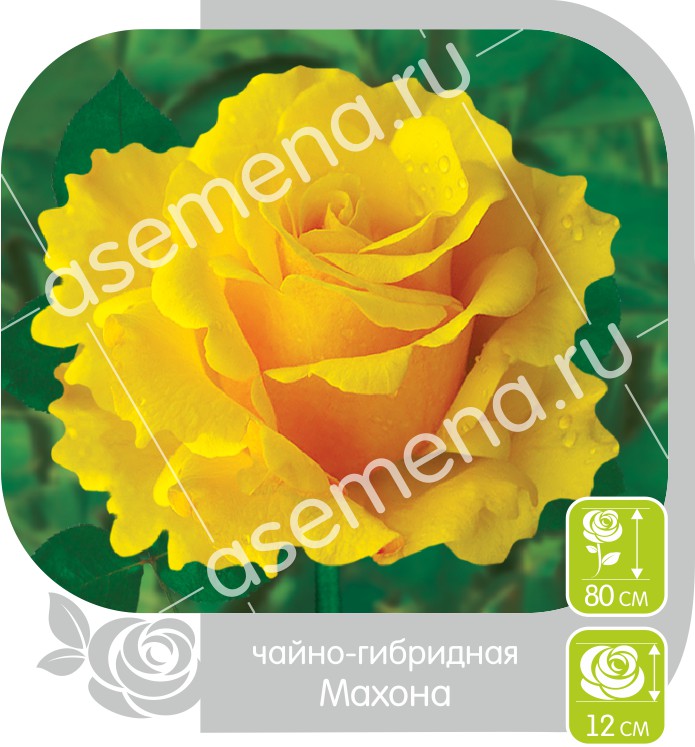 Махона/Сем Алт/1шт. в коробке