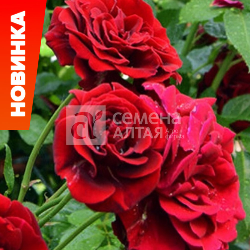 Жан Лизи/Сем Алт/1шт. в коробке