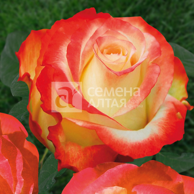 Кабарет/Сем Алт/1шт. в коробке