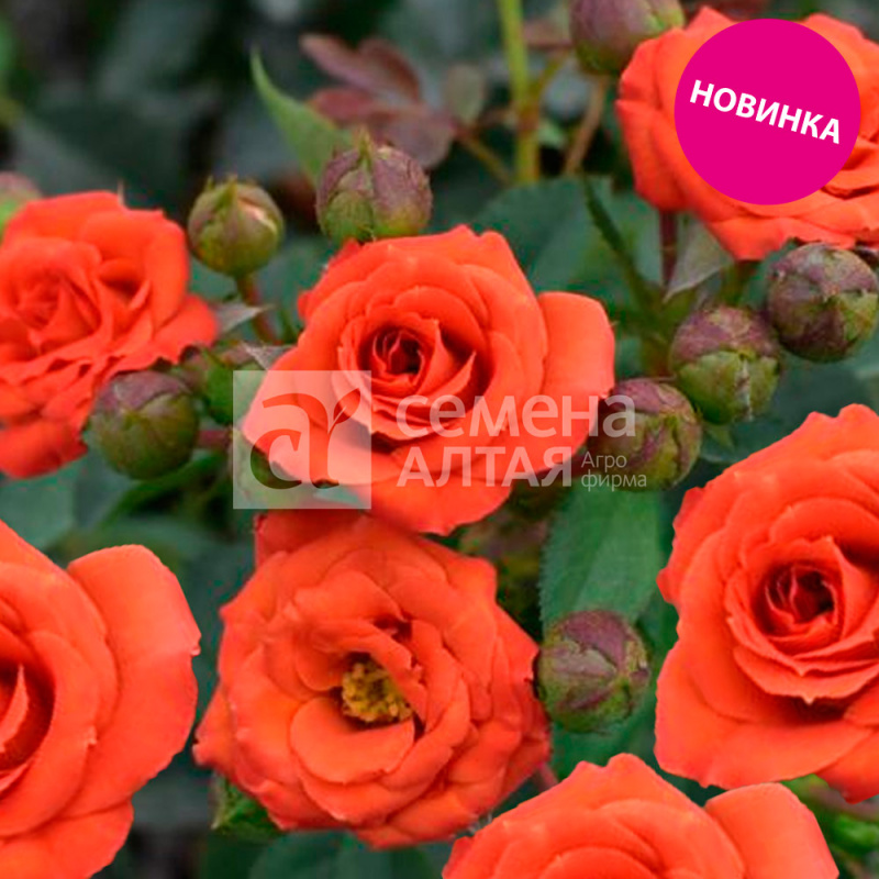 Игнис/Сем Алт/1шт. в коробке