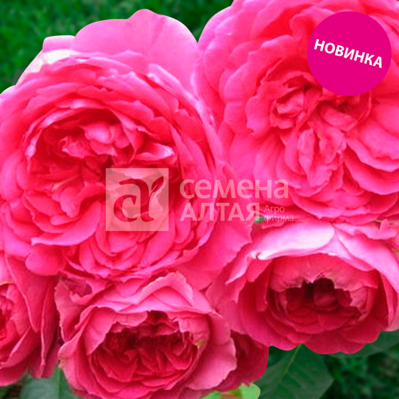 Алерта/Сем Алт/1шт. в коробке