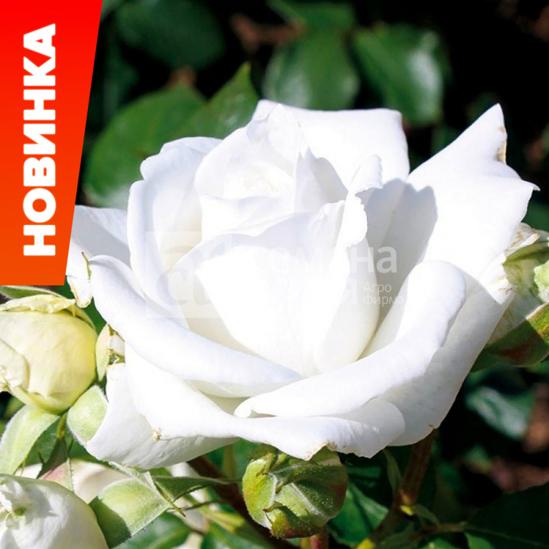 Аннапурна/Сем Алт/1шт. в коробке