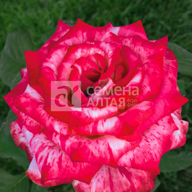 Хай Твинкл/Сем Алт/1шт. в коробке