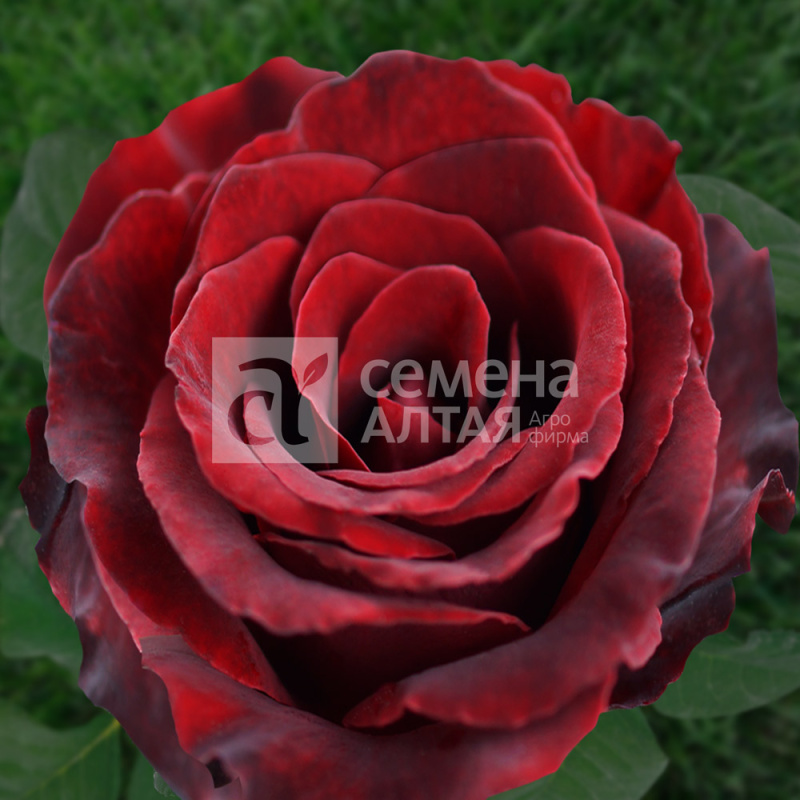 Фиджа Негро/Сем Алт/1шт. в коробке