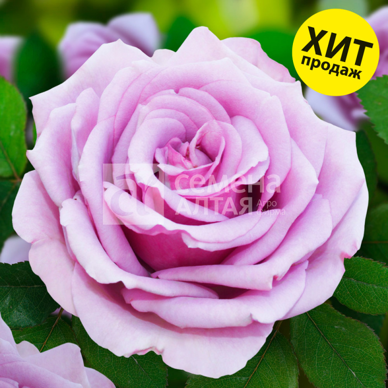 Голубой Нил/Сем Алт/1 шт. в коробке