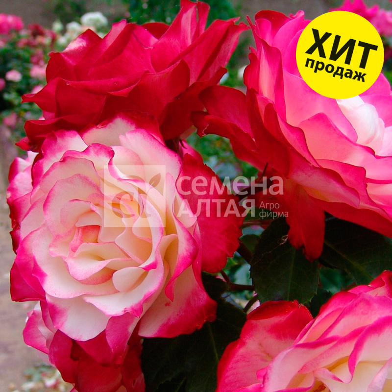 Принц Монако 2-ой сорт/Сем Алт/1шт. в коробке