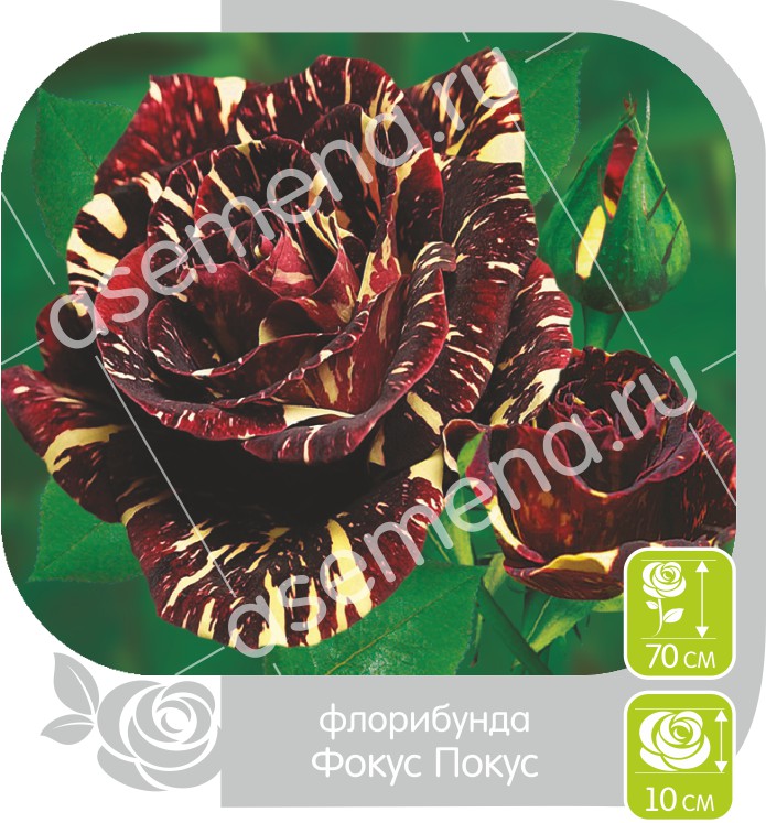 Фокус Покус/Сем Алт/1шт. в коробке