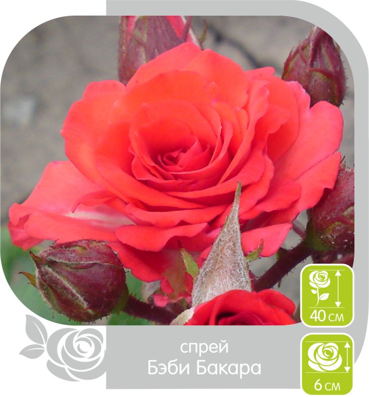 Бэби Бакара/Сем Алт/1шт. в коробке