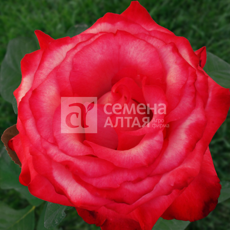 Хайлендер/Сем Алт/1шт. в коробке