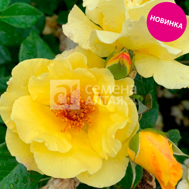 Оттава/Сем Алт/1шт. в коробке