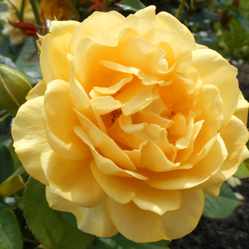 Монреаль/Сем Алт/1шт. в коробке